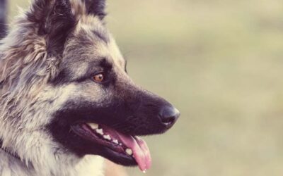 10 Common Mistakes People Make In Behavioral Training