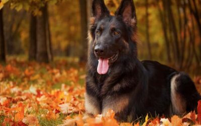 10 Rules You Need to Know About Reactive or Aggressive Dogs