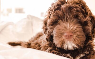 6 Pillars of Raising a Legendary Puppy!