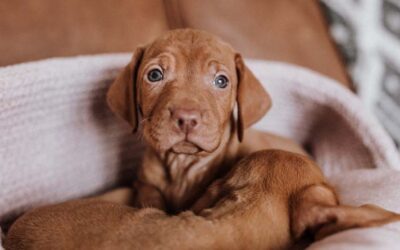 8 Tips on Raising a Puppy