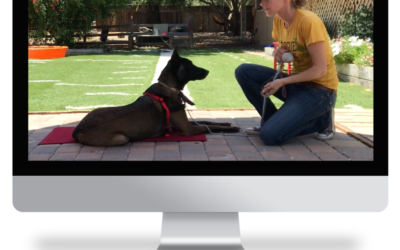 Best Online Dog Training Classes for Anxious and Reactive Dogs