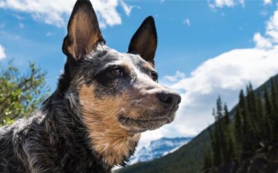 Dog Training: Proactive vs. Reactive