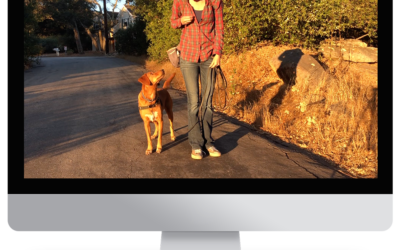 How Online Dog Training Classes Work