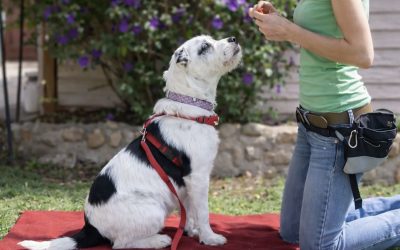 How to Calm an Overstimulated Dog: 5 Rules That Actually Work