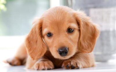 How to Potty Train a Puppy