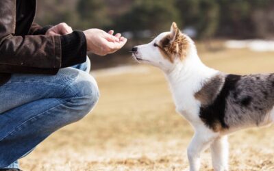 How to Stop a Puppy Biting