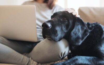 How to Talk to Your Dog