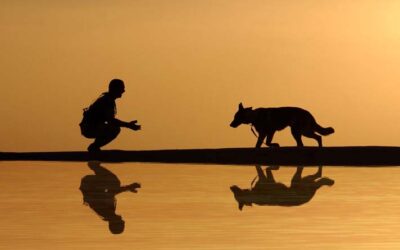 How to Train Any Dog Like a Pro