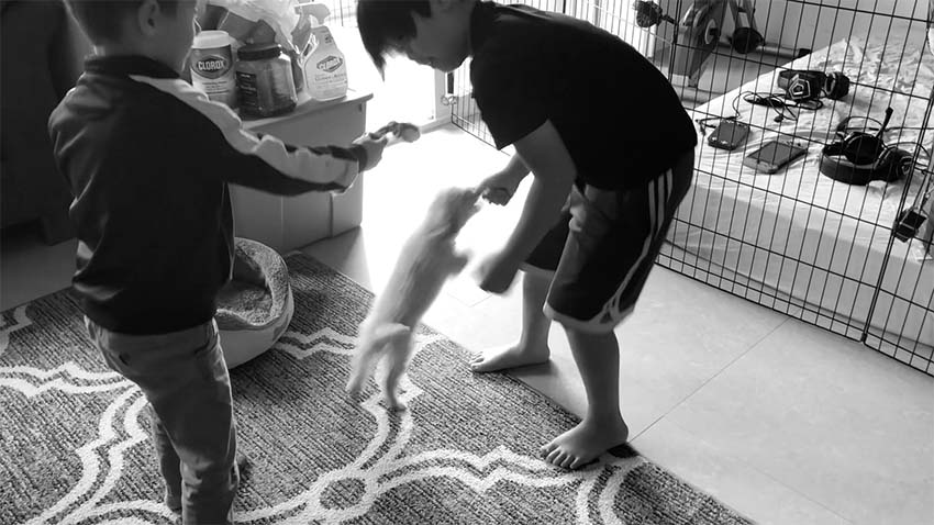 two boys playing with a puppy with their hands