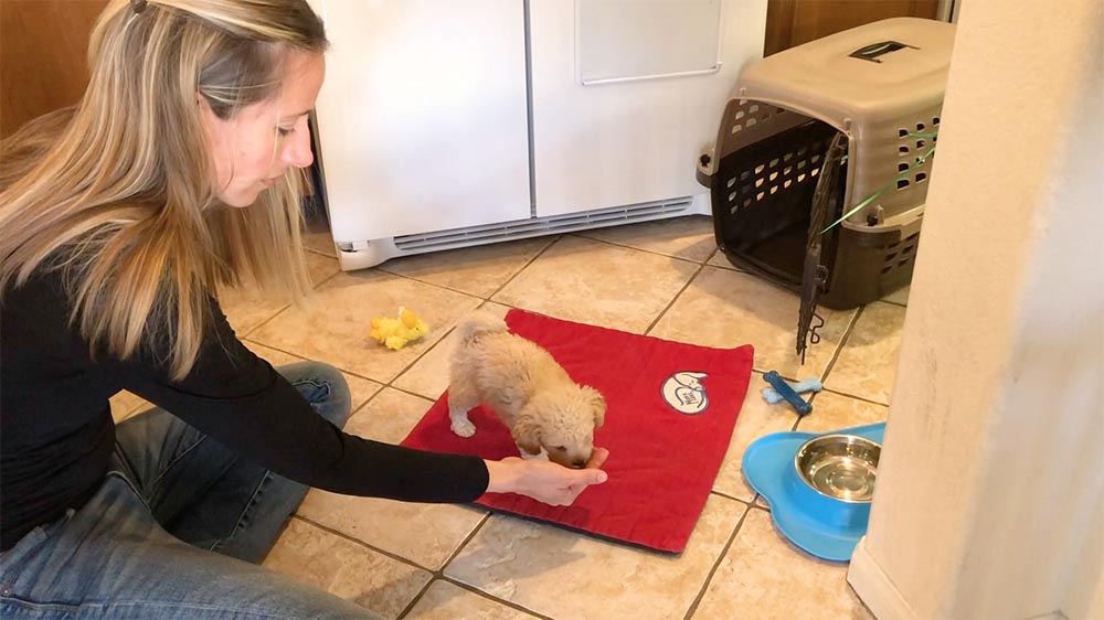 woman in black shirt and blue jeans sitting in kitchen floor hand feeding puppy on a red training mat