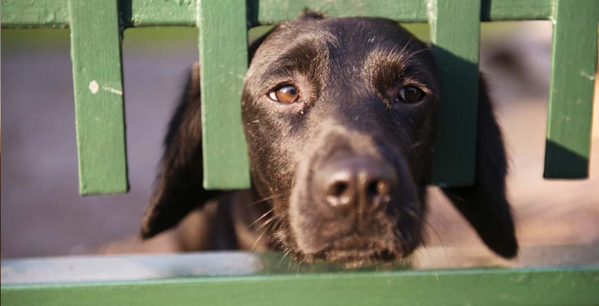 a black dog sticking his face through a green wooden fence