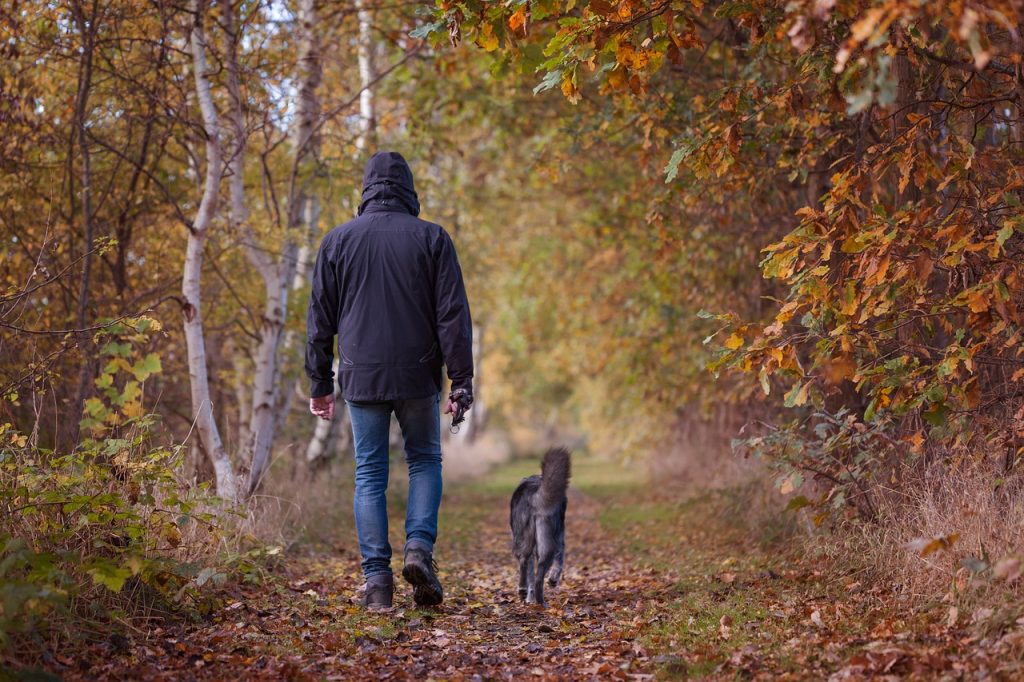 Man and his grey furry dog walking through the forest on a hiking trail together
