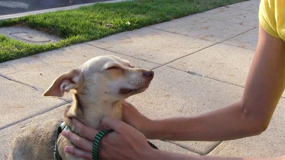 light brown small dog very happy being pet by woman