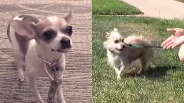 scared dogs licking lips and backing away
