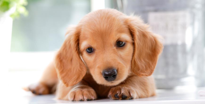 Cute puppy golden retriever laying on a white ground