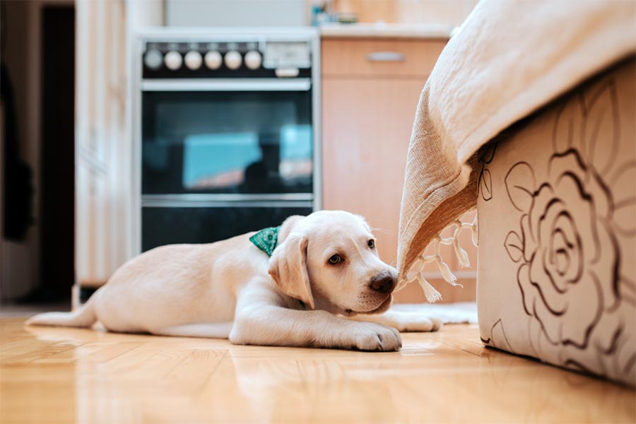 White puppy with green bandana around next laying on light colored hardwood floor in the kitchen while chewing on a blanket attached to a bed