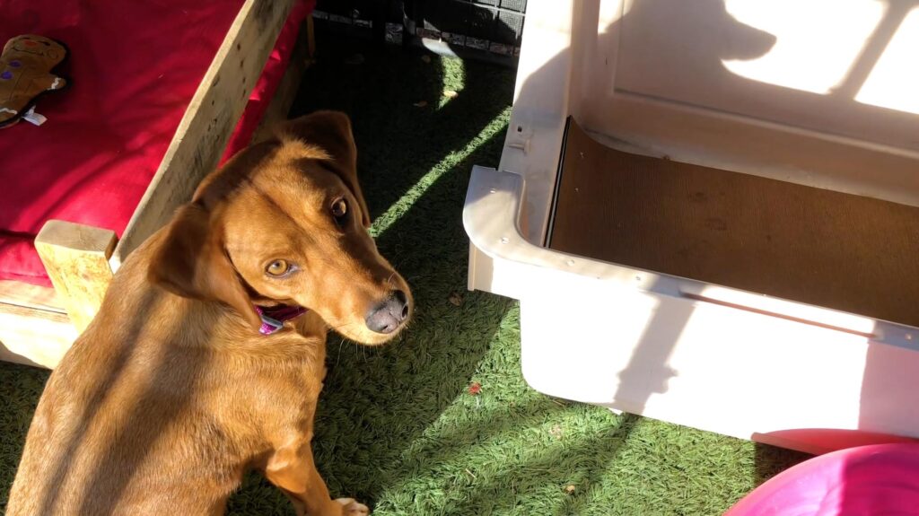 brown dog standing next to a dog crate