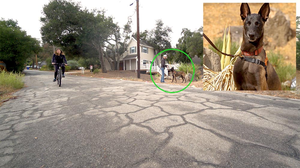 belgian malinois dog training through challenging situation with woman riding on bike in street