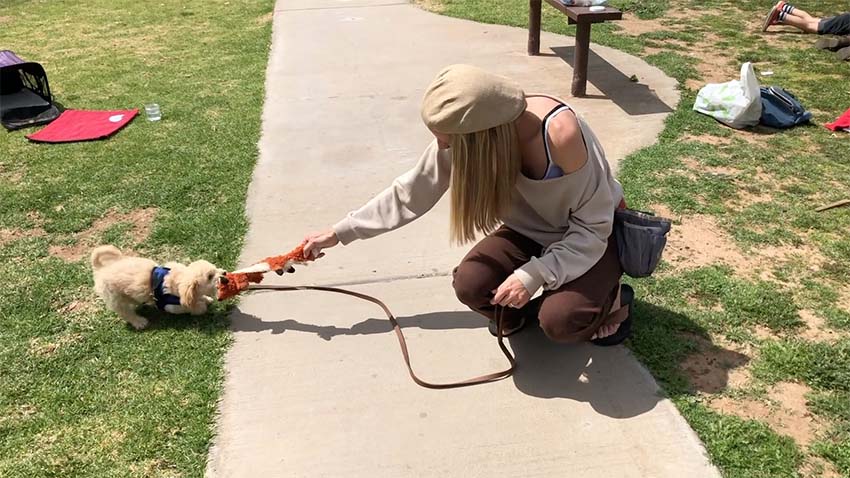 multi-poo puppy biting on a tug toy as he plays with woman
