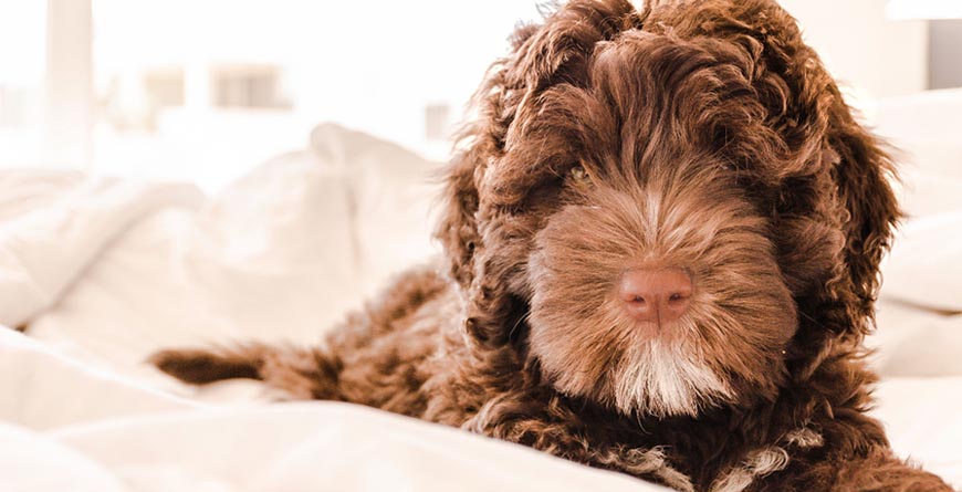 Brown dog with a lot of hair laying on a bed with white fluffy sheets