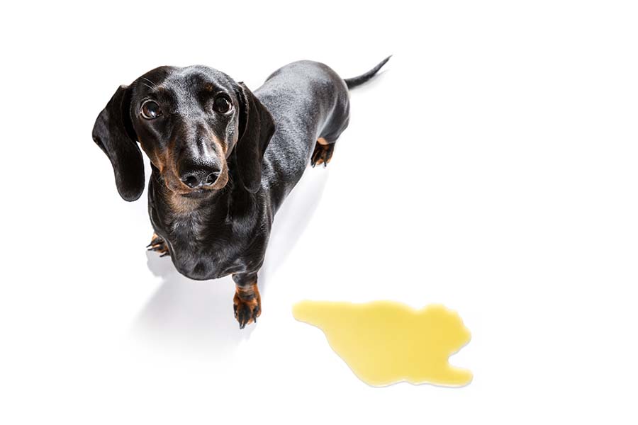 Black and brown dog on a white background standing next to a puddle of yellow urine