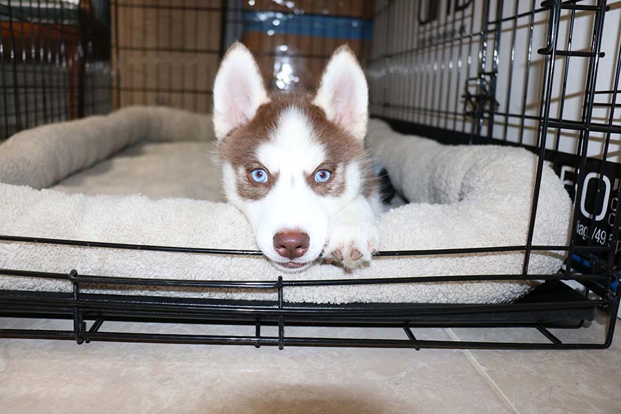 husky puppy with blue eyes relaxing in a dog crate