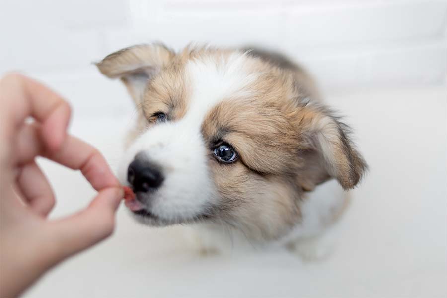 White and brown small puppy with tongue hanging out about to take a food treat from a persons hand