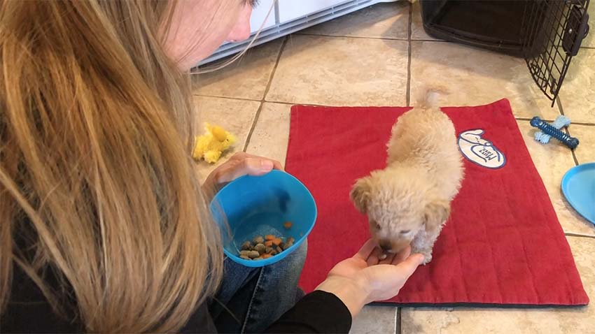 woman hand feeding mulit-poo puppy on a red training mat