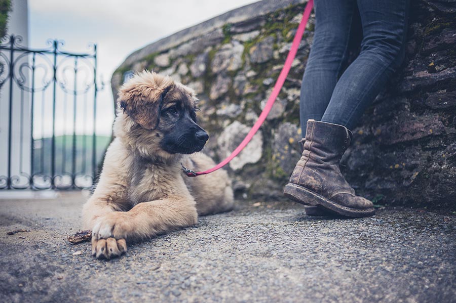 Brown colored puppy dog laying on the sidewalk next to a human while attached by a red leash