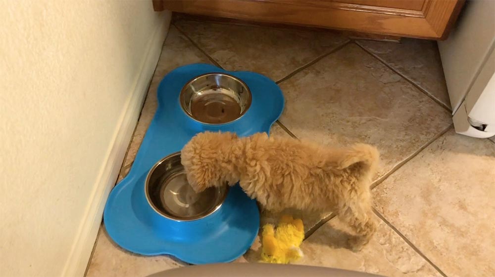 puppy taking a break and drinking some water in the kitchen