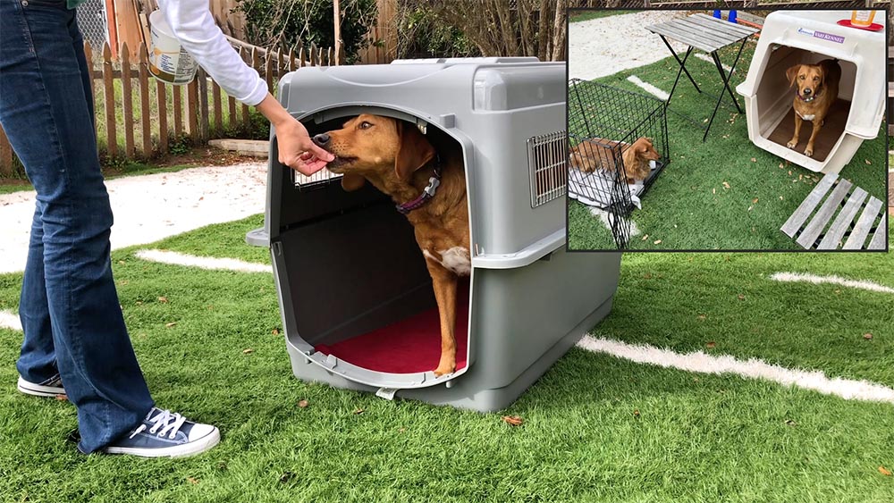 brown dog standing inside a dog crate taking food from a dog trainer