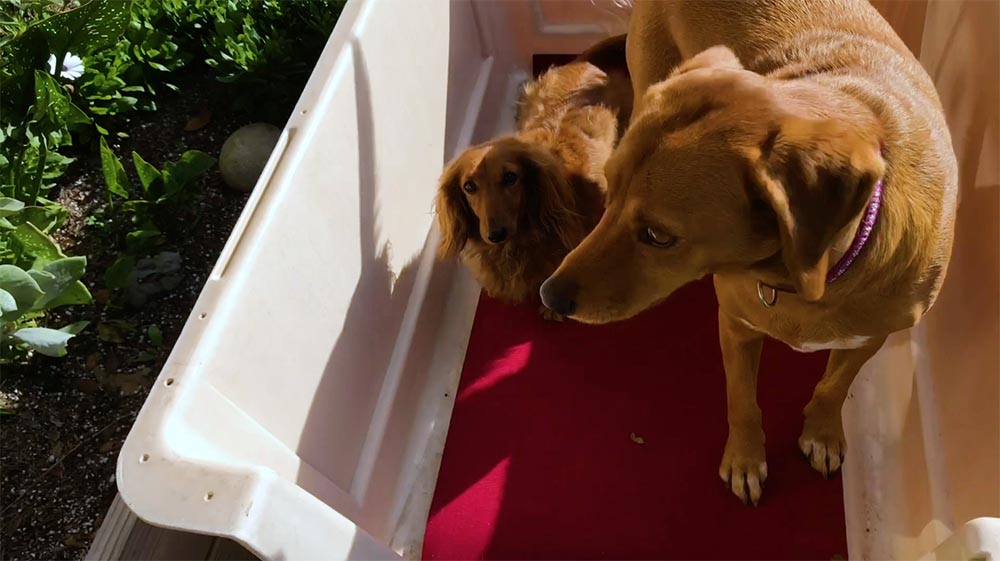 two brown dogs with four paws each inside a dog crate