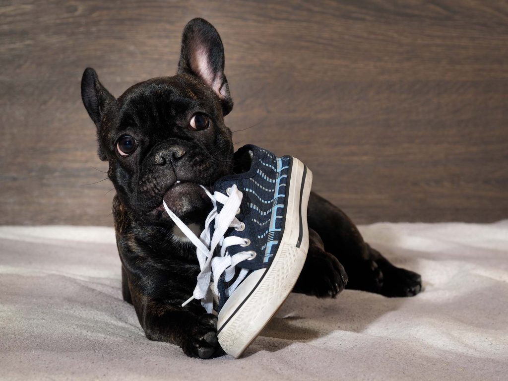 french bulldog puppy chewing on white laces of a blue and white shoe