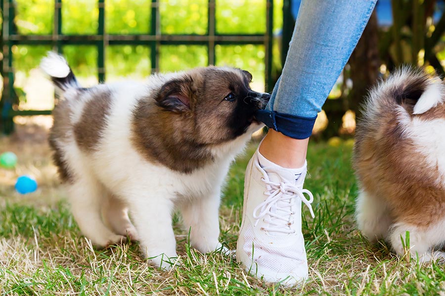 Fluffy white and brown haired dog on green grass biting at the blue pants of a woman with white shoes on