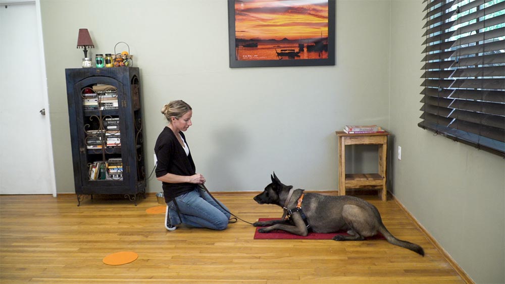 dog trainer working with a belgian malinois on a red mindfulness mat