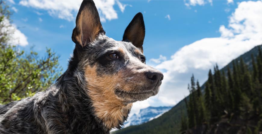 a blue healer dog in the mountains with a blue sky and green trees in the background