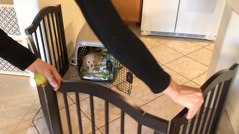 puppy relaxing in crate within a gated area in the kitchen