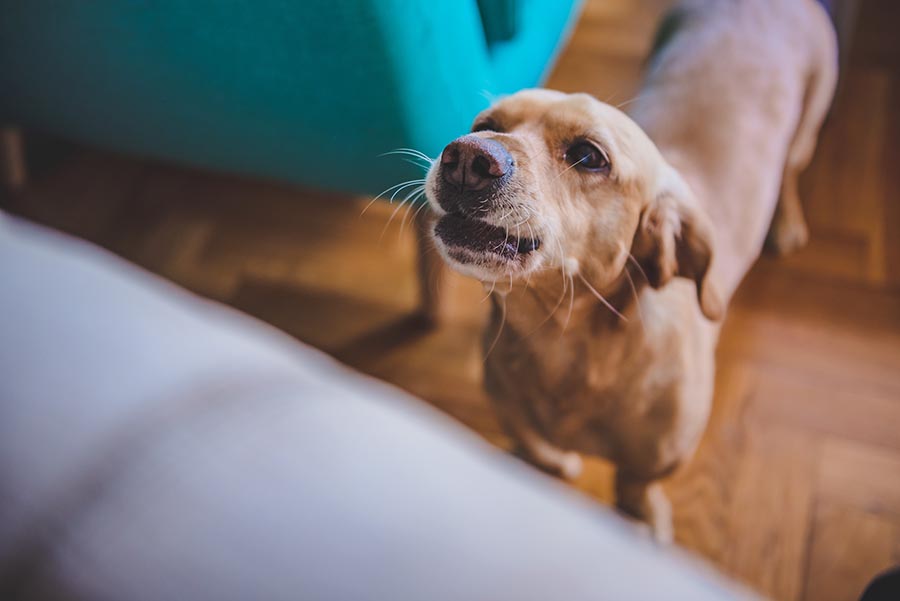 brown dog barking to demand attention
