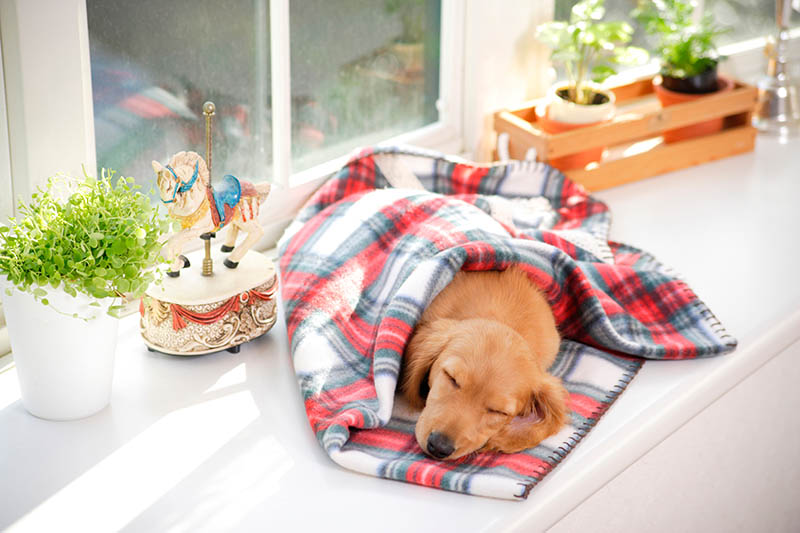 Dog in a quiet place in a house sleeping and relaxing feeling safe