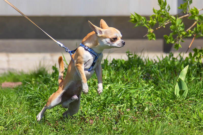 small brown chihuahua pulling on leash on green grass