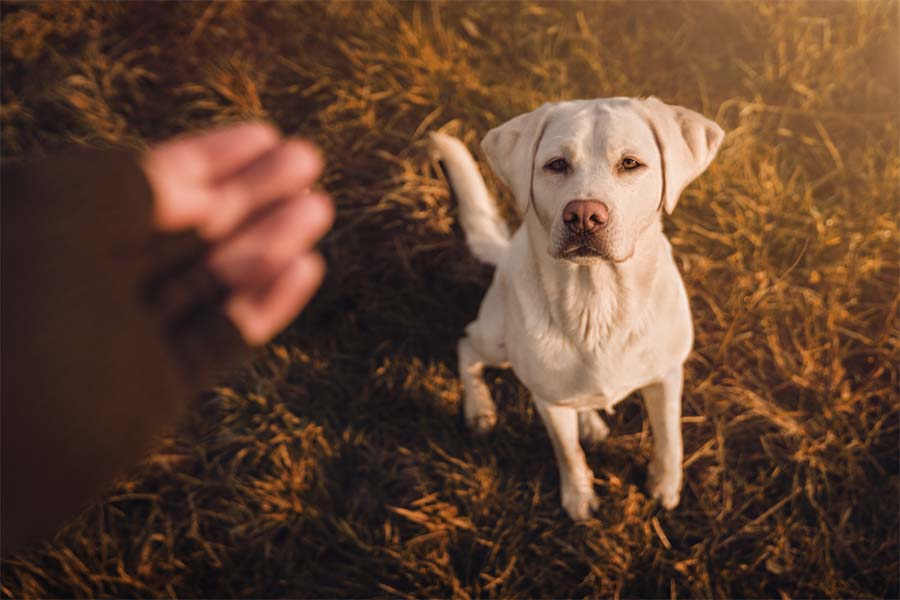 White puppy looking attentive to a human giving a dog training hand signal outside on the grass