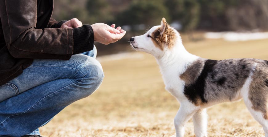 A person in a brown jacket and blue jeans reaching their hand towards a white and black dog to give him a food treat