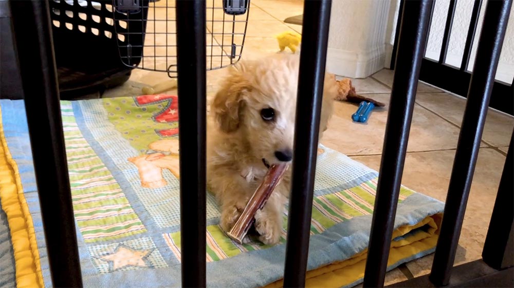 puppy chewing on a bully stick on a blanket on the kitchen floor
