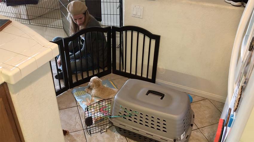 woman sitting outside a dog gate while puppy chews on a bully stick on a training mat i the kitchen next to his crate