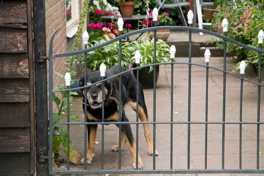 Black and brown large dog behind a barrier giving an aggressive expression