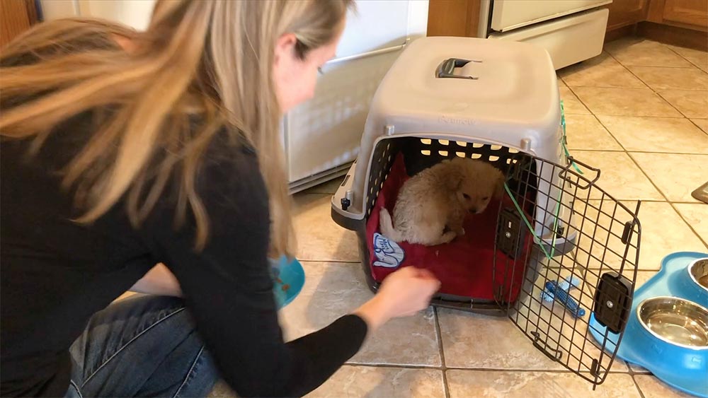 woman in black shirt deliver a treat to puppy in crate who is turning around