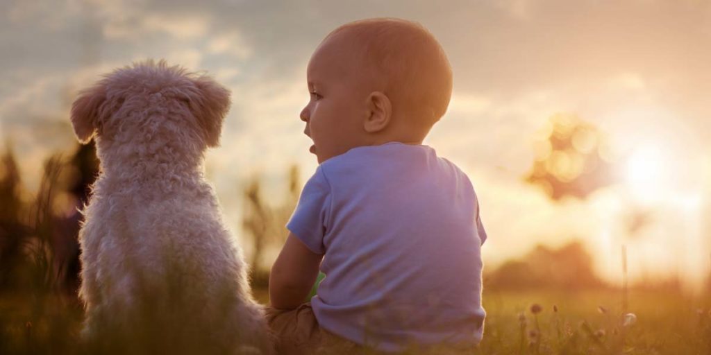 a toddler with a white shirt on is sitting in a green field with the sun setting next to a white curly haired dog
