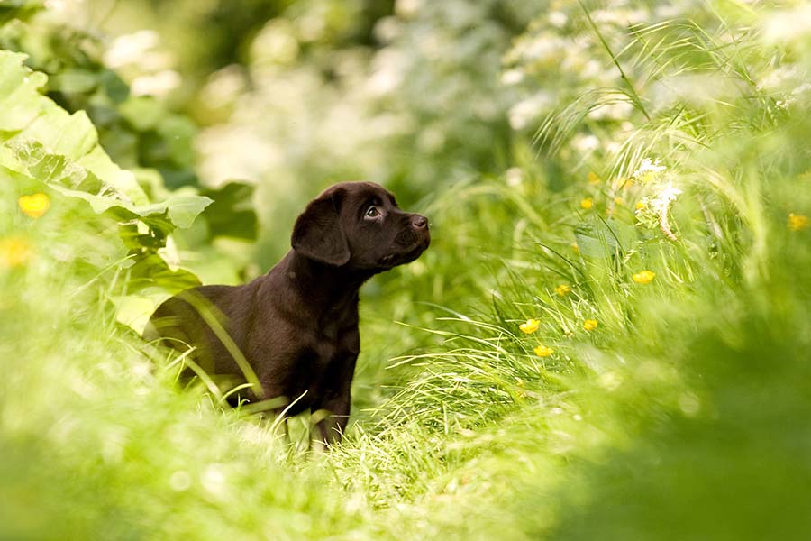 Brown cute puppy looking off into the distance while standing in green grass with yellow small flowers