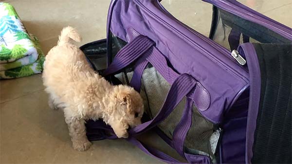 puppy biting on a purple portable crate