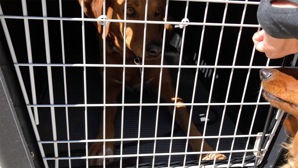 brown dog inside dog crate with a closed gate on the front